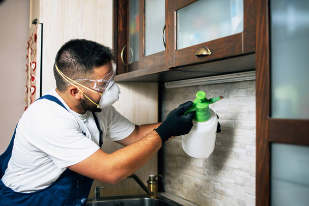 Best Rat Extermination Near Me  in Blanco, TX
