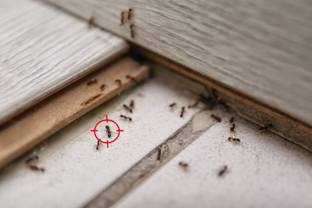 Best Pest Control for Businesses  in Blanco, TX