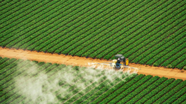 Best Termite Control Services  in Blanco, TX