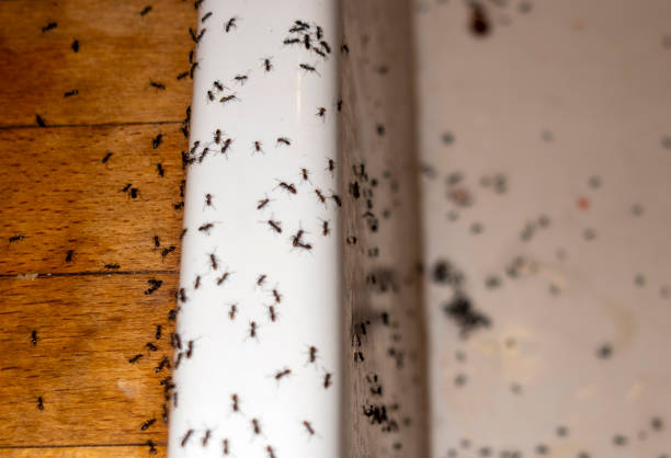 Best Best Pest Control Companies  in Blanco, TX