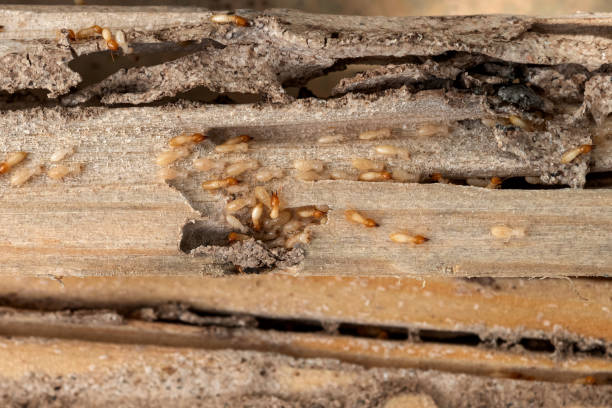 Best Wildlife Control Services  in Blanco, TX